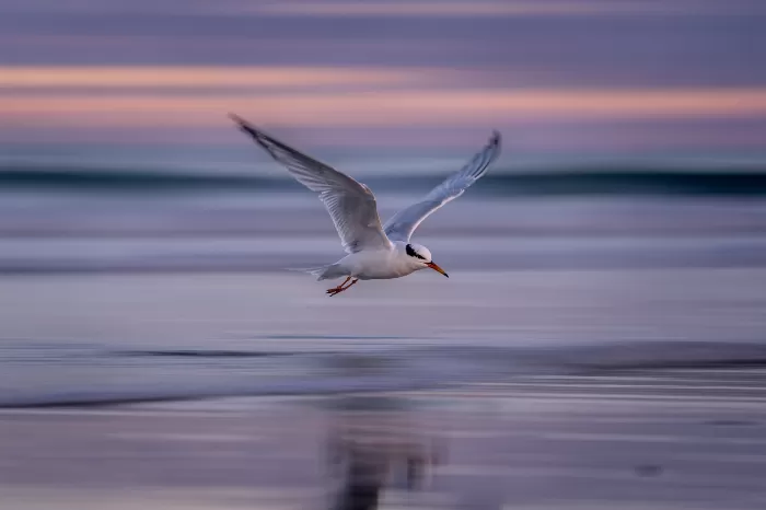 Dusk Hover
