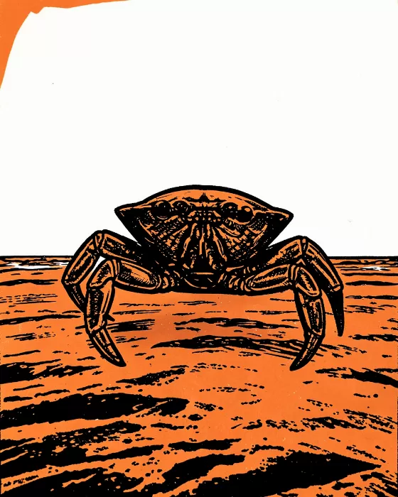 Burnt Orange Crab