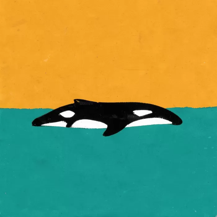 Orca Profile