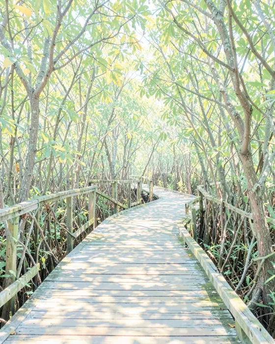 Mangrove Pathway