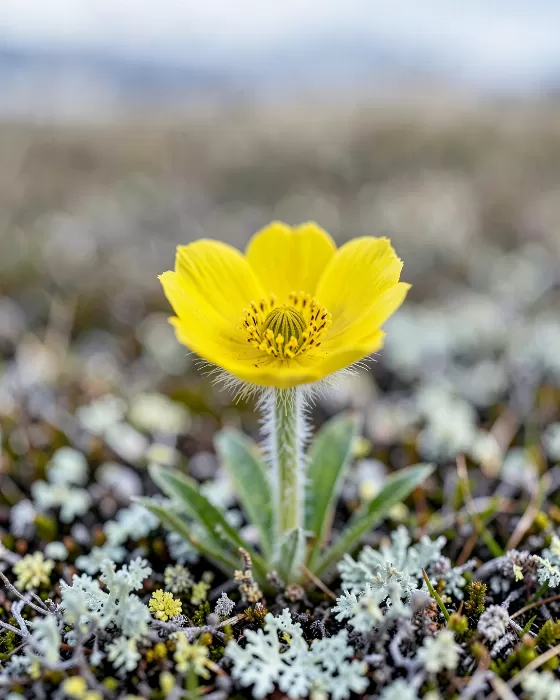 Tundra Poppy
