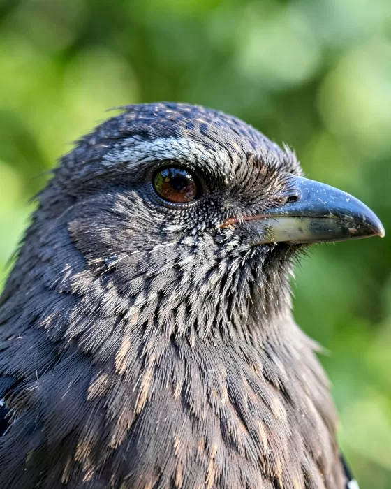 Jay Gaze