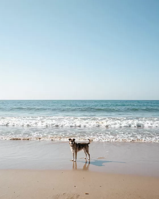 Coastal Companion