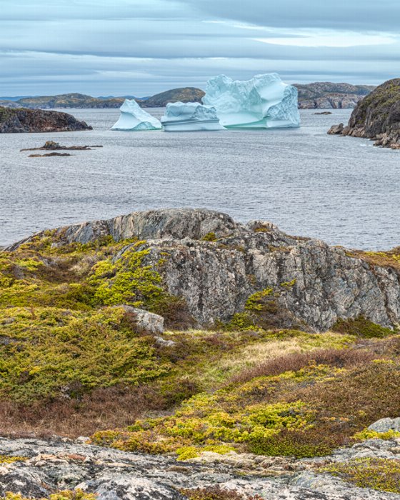 Now Arriving - Newfoundland art print