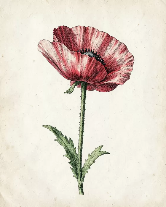 Heirloom Poppy