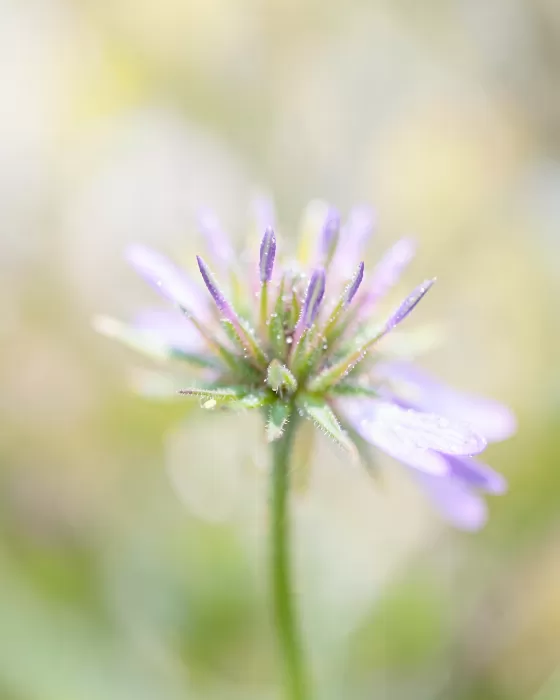 Wildflower Stamen