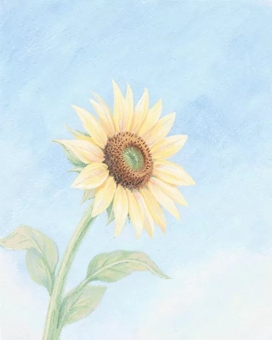 Mellow Bloom