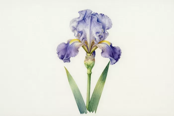 Three Irises
