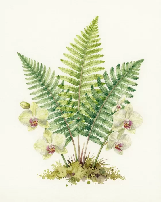 Fern And Orchid