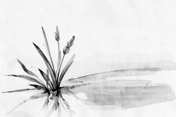 Pond Irises