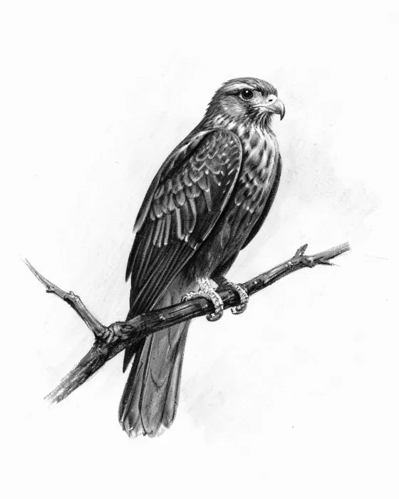 Graphite Falcon