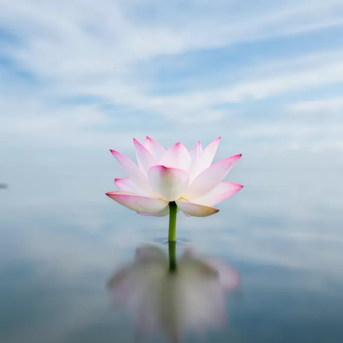 Lotus Still