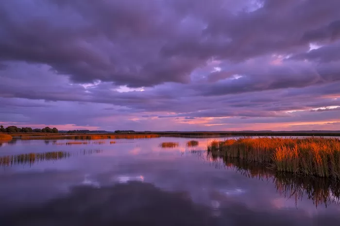Amber Stillness