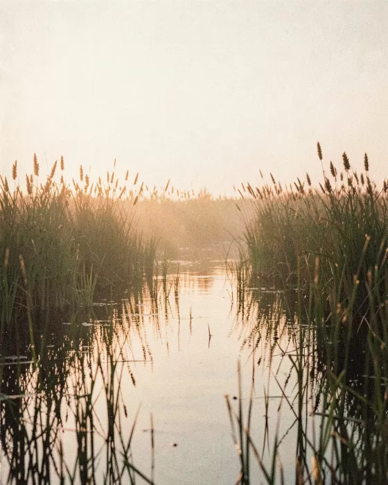 Marsh Dawn III