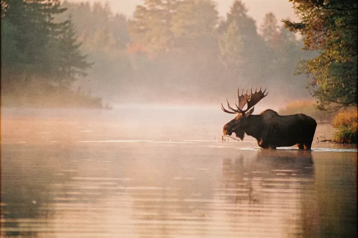 Vintage Antlers