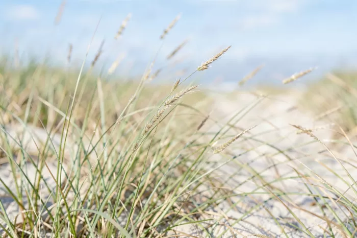 Skagen Grass