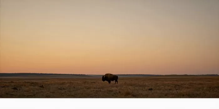 Dusk Grazing