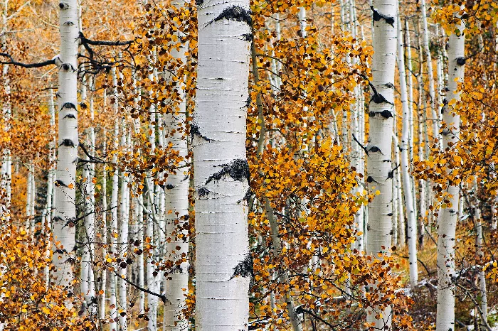 Birch Trees Autumn Leaves