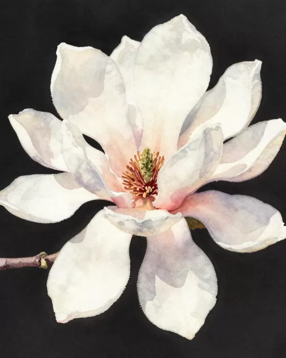 Floating Magnolia