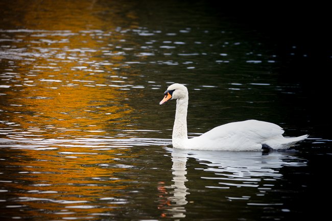 White Swan - Newfoundland art print