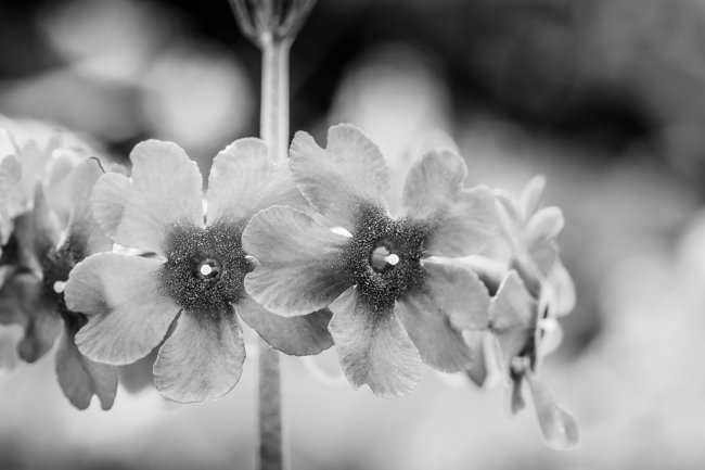 Delicate Flowers - Newfoundland art print