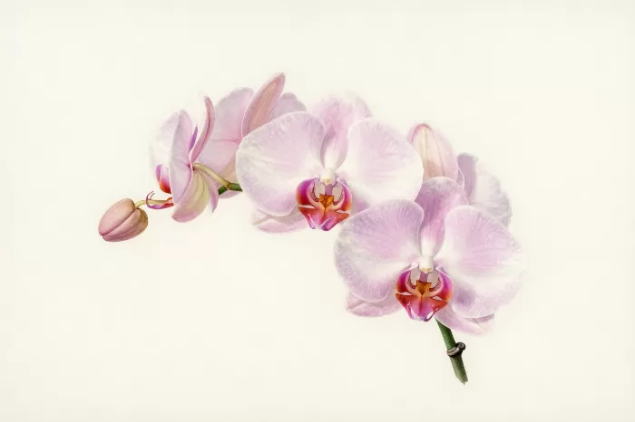Pink Orchid