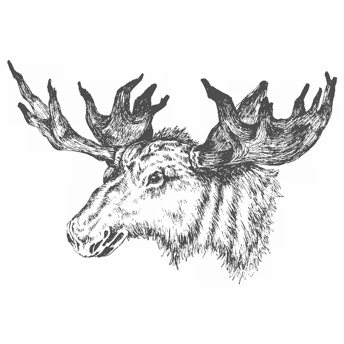 Hand drawn moose head
