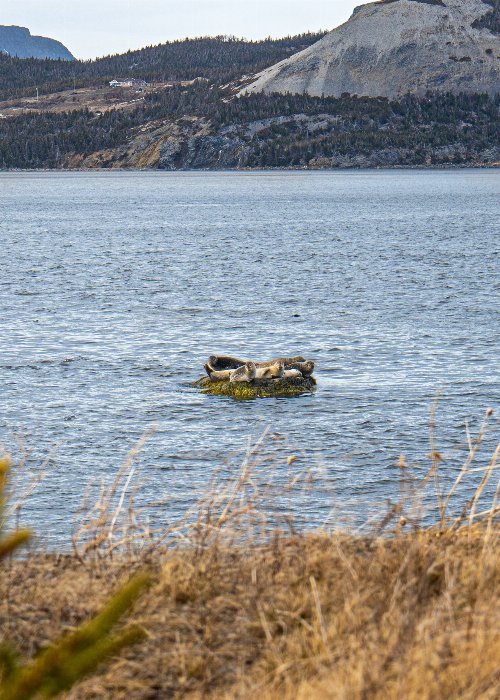 Seal Rock - Newfoundland art print