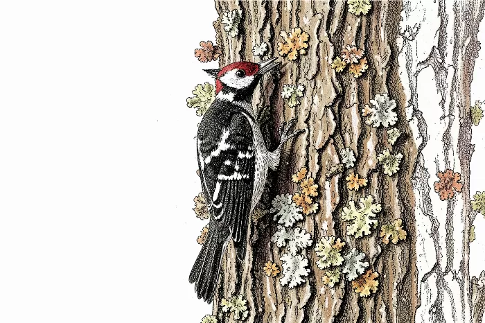 Engraved Woodpecker