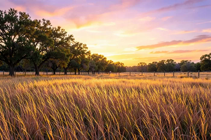 Golden Field III