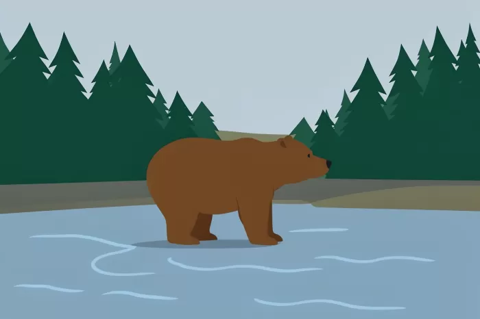 Bear At River