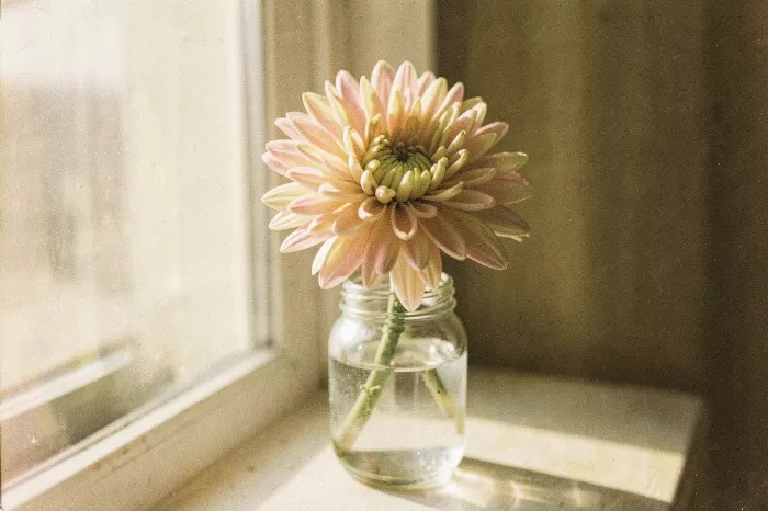 Sunlit Chrysanthemum