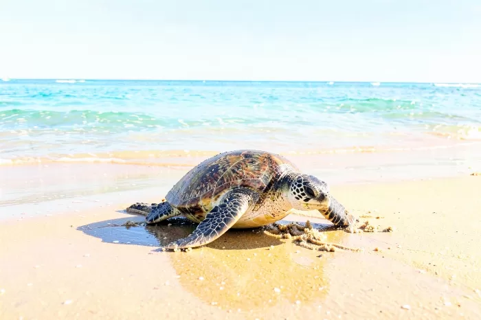 Turtle Shore