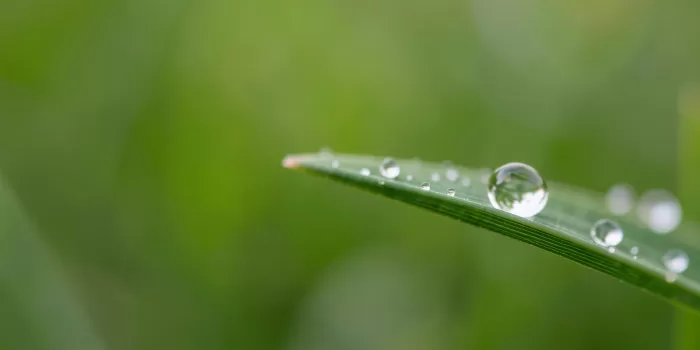 Dew Line