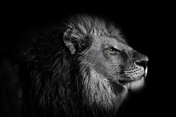 Le Lion