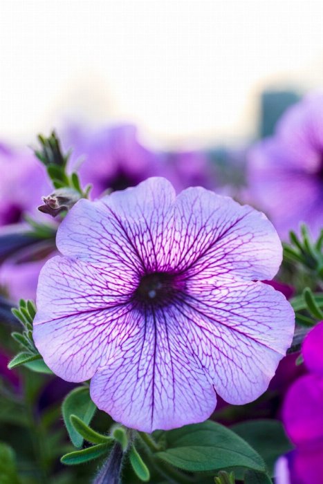 Sunset Flowers - Newfoundland art print