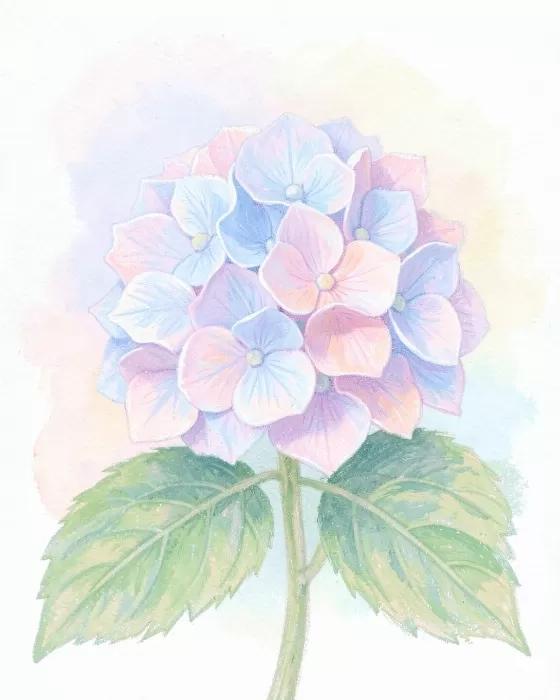 Pastel Hydrangea
