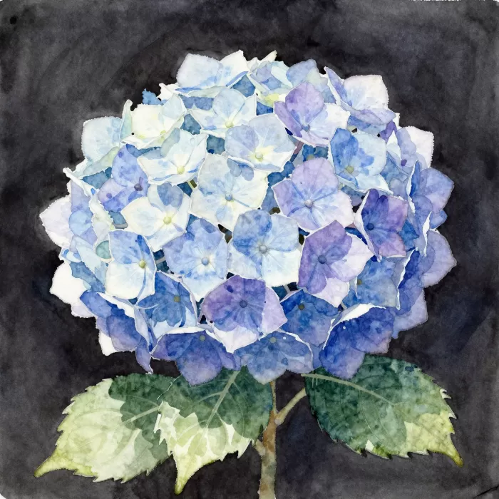 Luminous Hydrangea