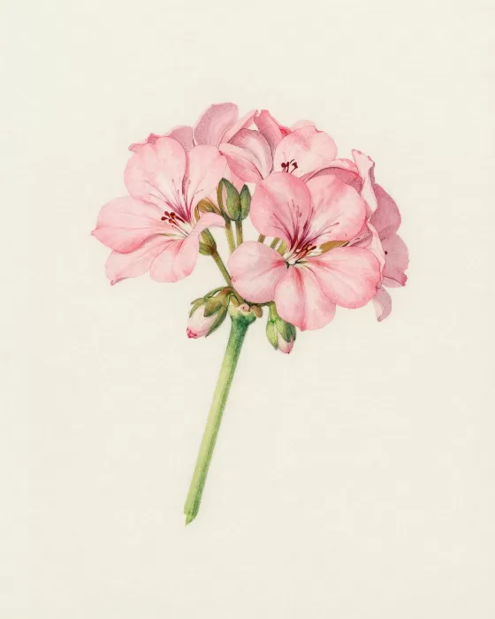 Geranium Study