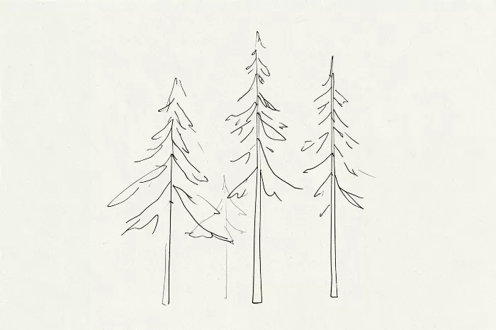 Pine Whispers