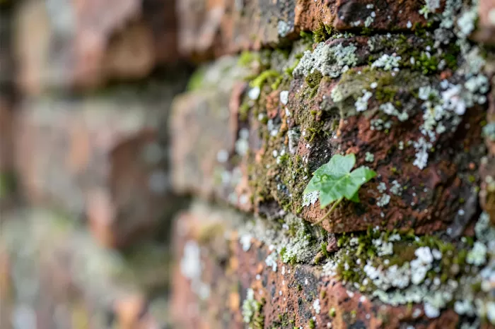 Weathered Vine