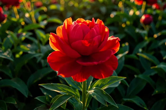 Garden Peony