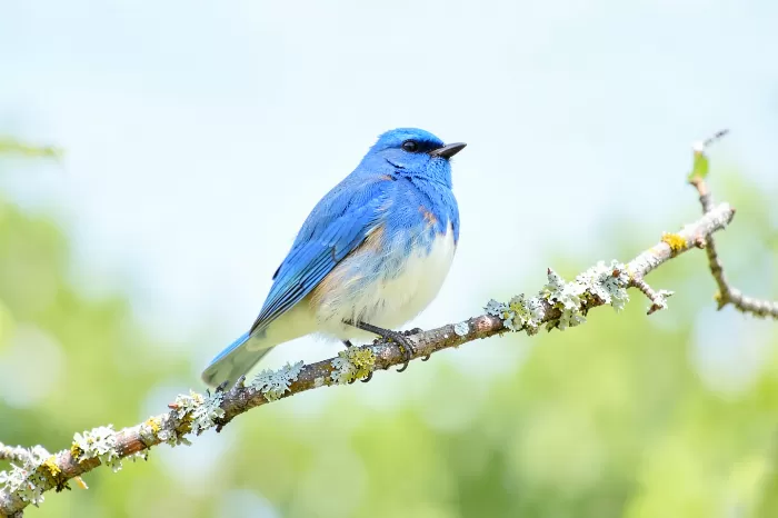 Morning Bluebird