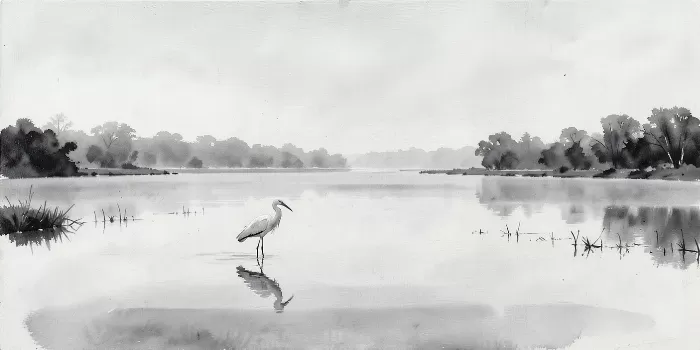 Misty Paddy