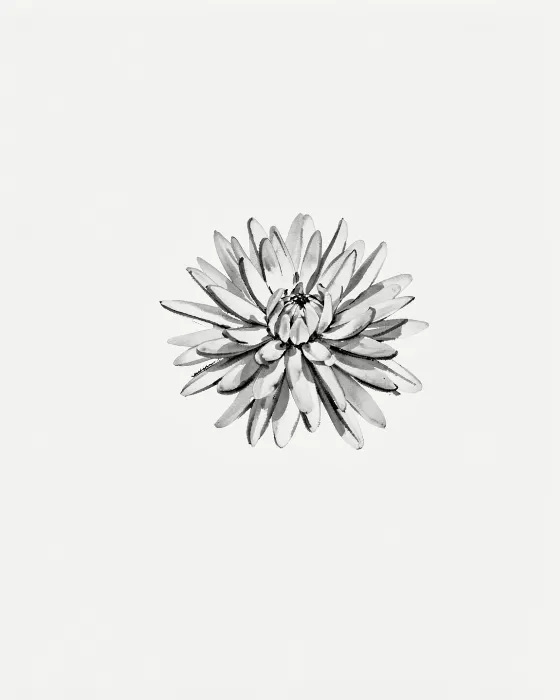 Ink Chrysanthemum