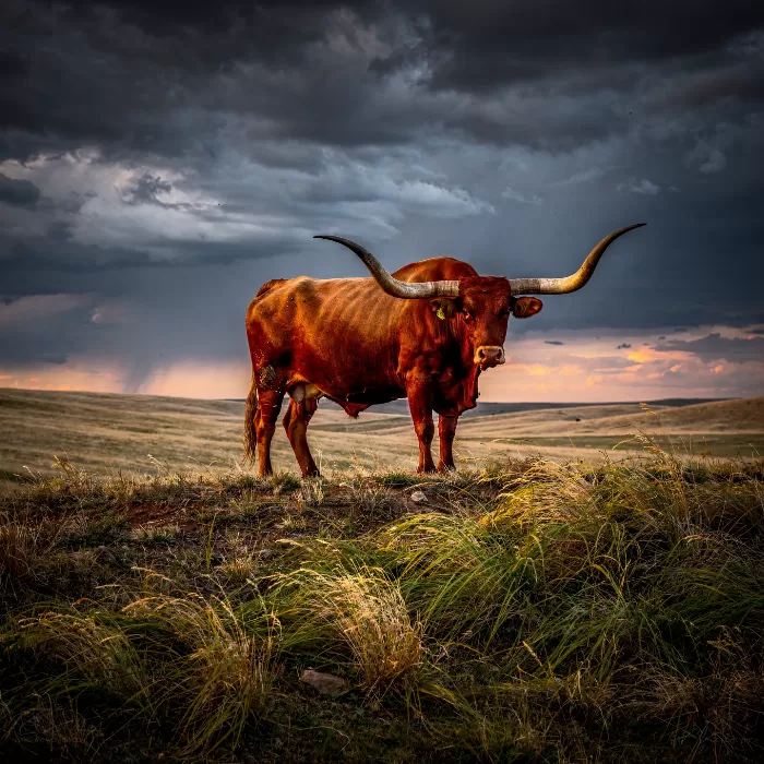 Longhorn Ridge