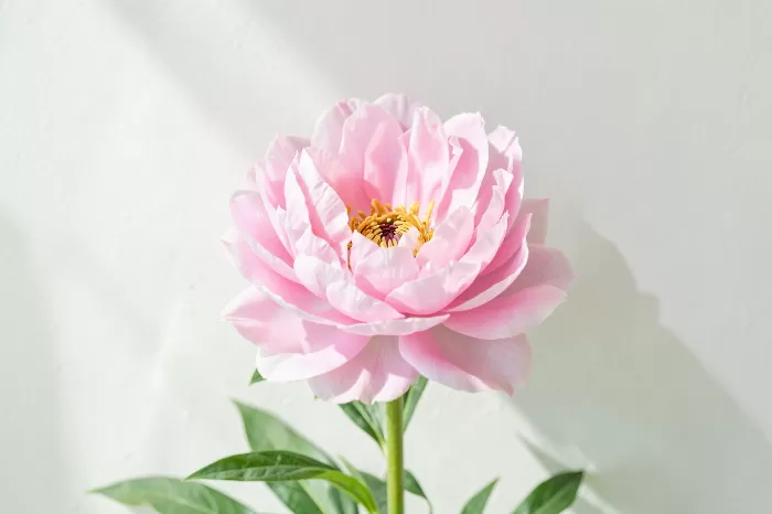 Peony Light III