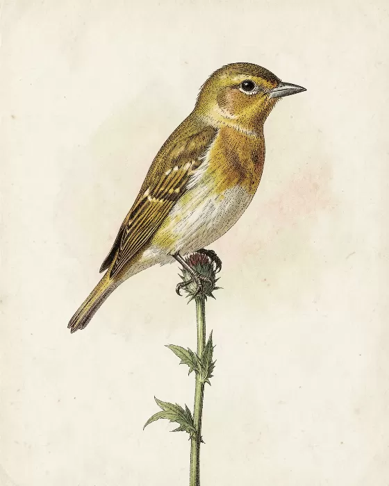 Goldfinch Perch