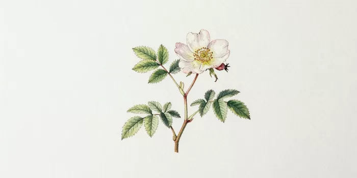 Rosehip Study