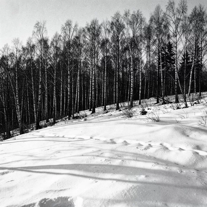Birch Light IV